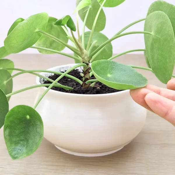 pot et grande plante