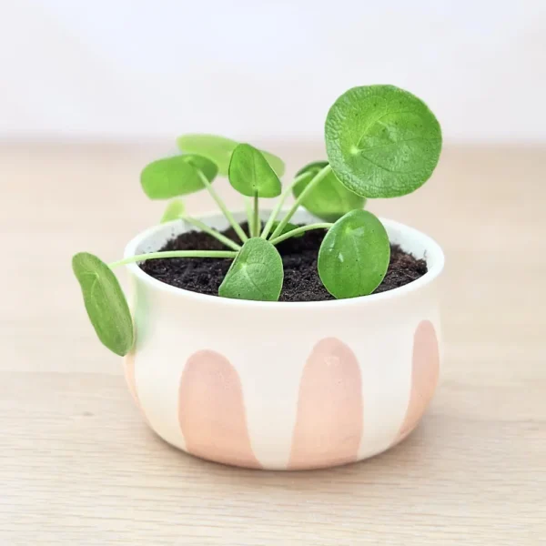 pot et petite plante
